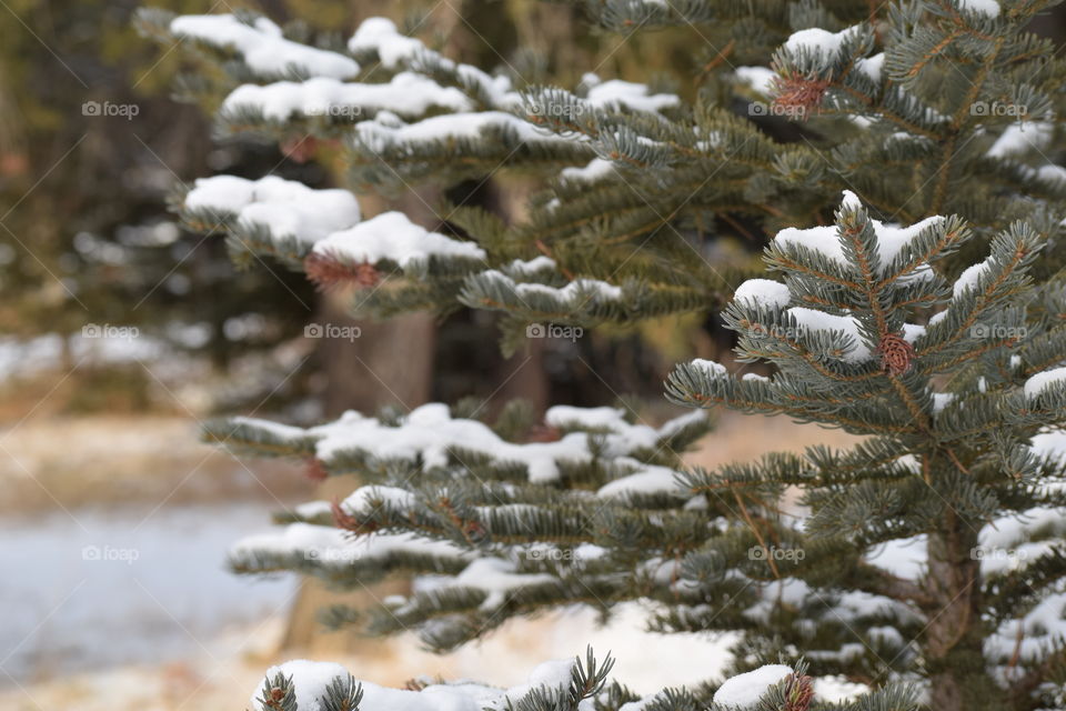 Evergreen in the Snow