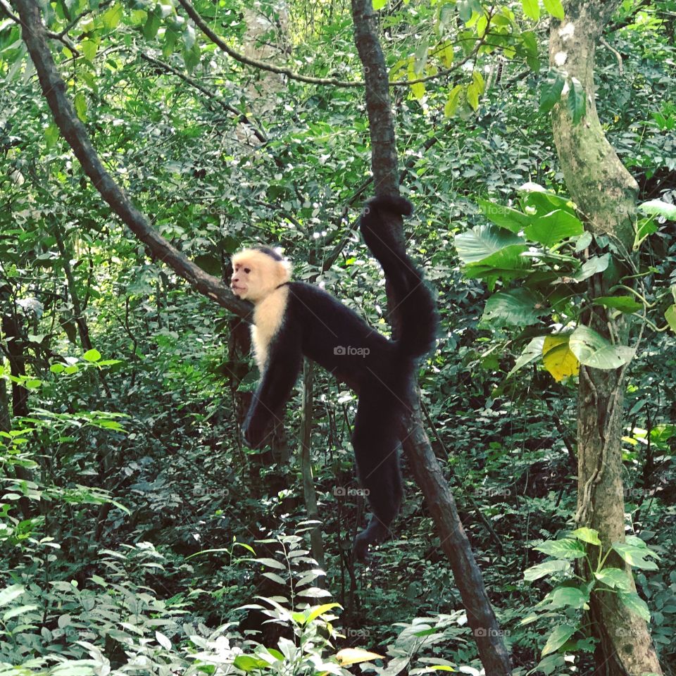 A capuchin monkey relaxing in a tree after an afternoon of play
