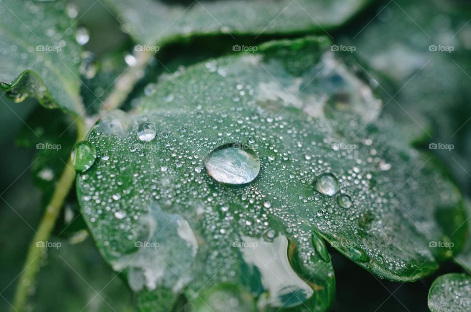 Closeup or macro of water drop on leaf