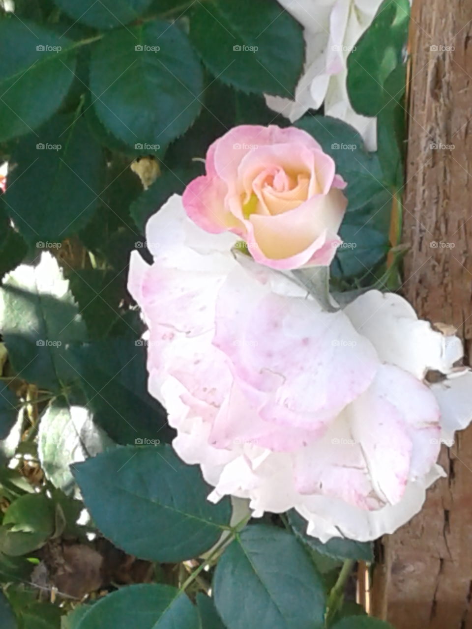 September rose