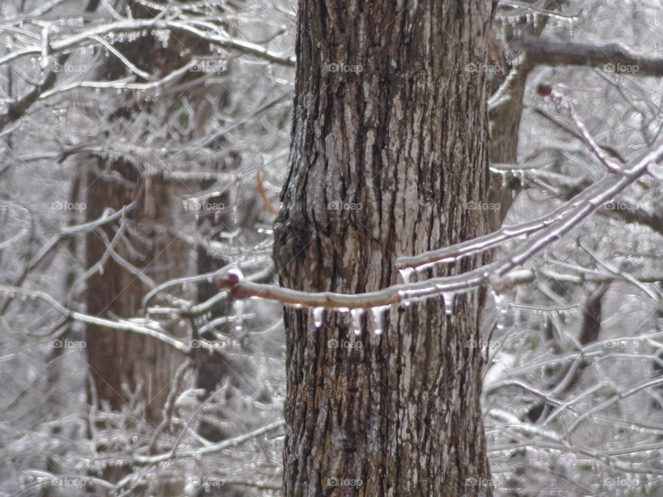 Frozen Branch. freezing rain coating tree branch