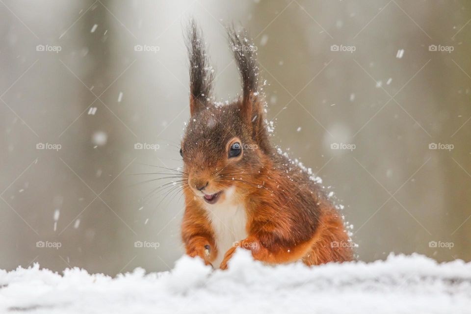 Red squirrel portrait in the snow