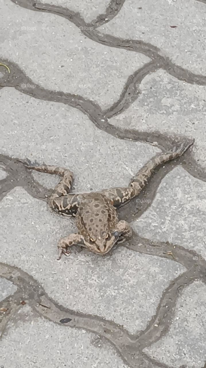 frog