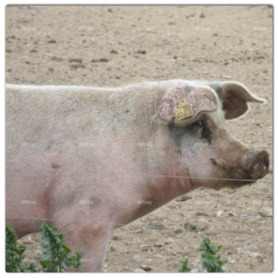 pig wildlife pork norfolk by sunnydee