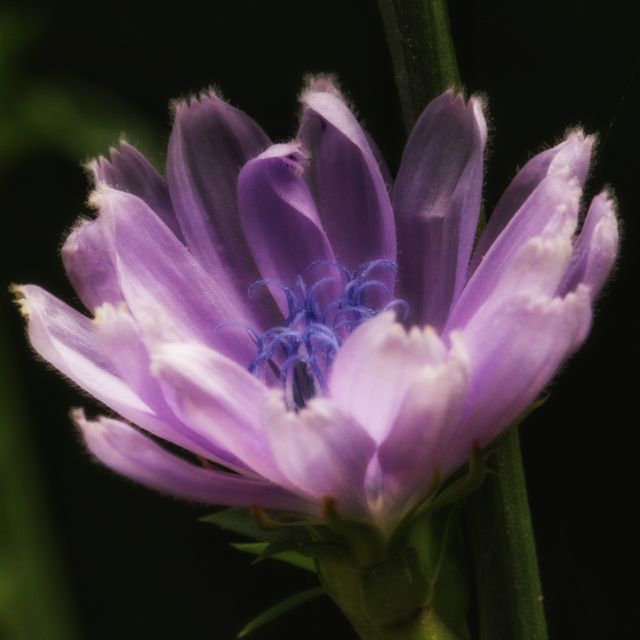 Wildflowers on a summer day