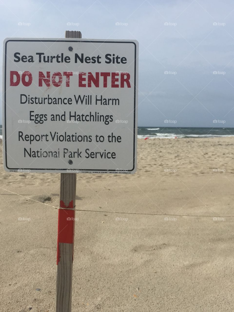 Ocracoke Beach turtles. National Park service protects turtles on Ocracoke Beach 