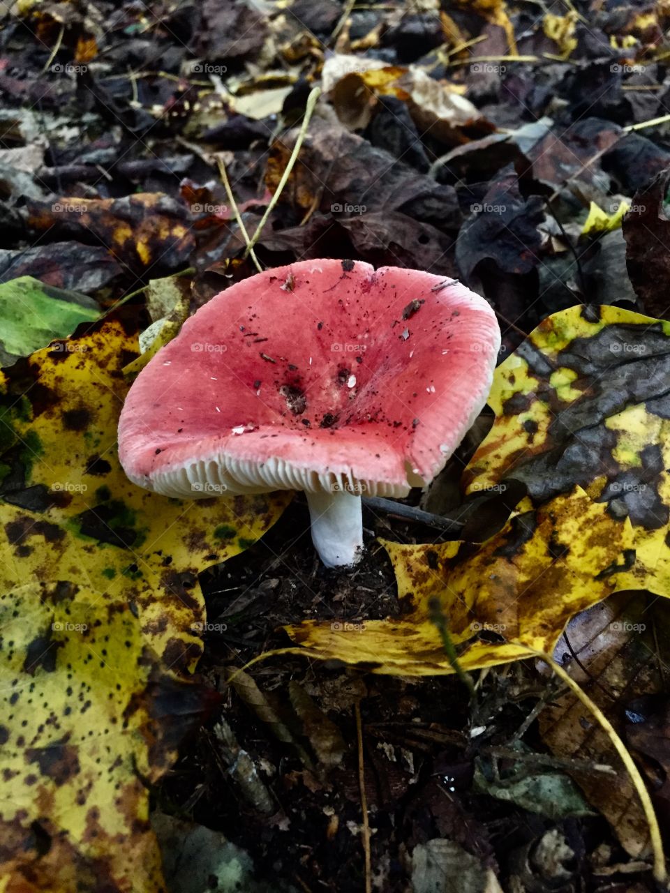 Pink mushroom 