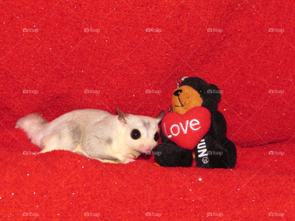 Mosaic sugar glider next to a stuffed bear holding a heart with love on it