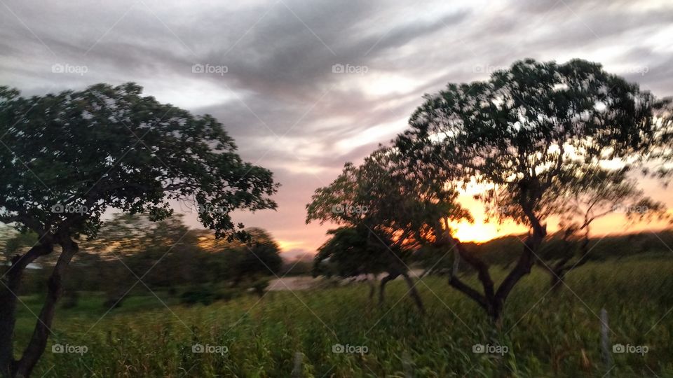 Landscape, Tree, Sunset, Nature, No Person