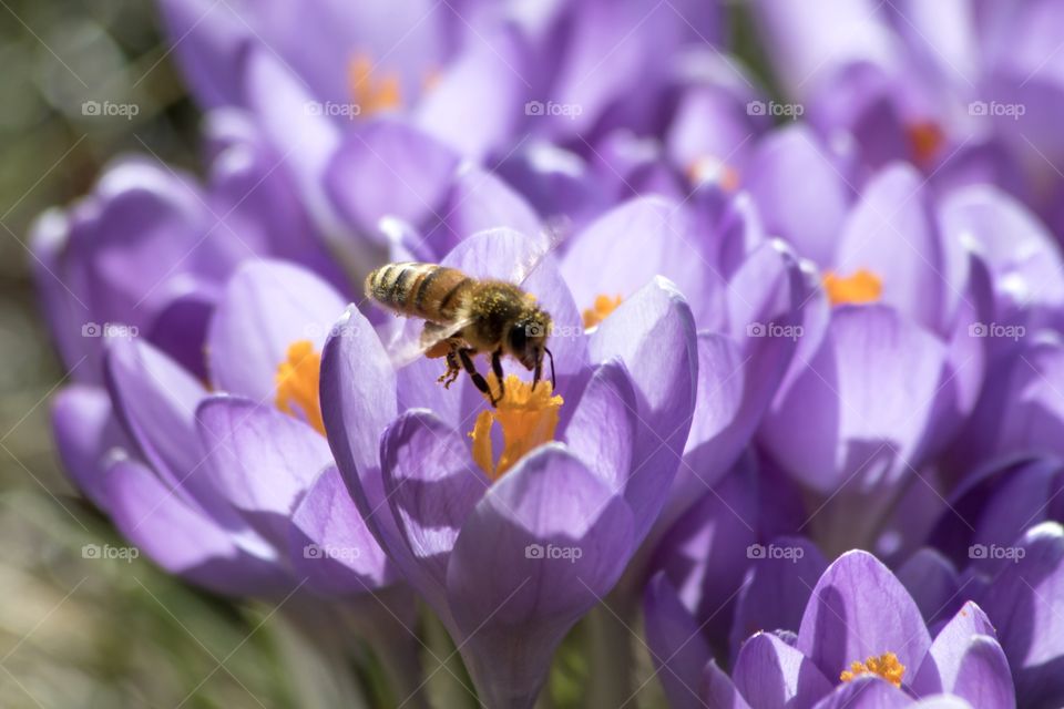 Bee collecting nectar and pollen from purple crocus spring flowers - bi samlar pollen och nektar från lila krokus vårblomma 
