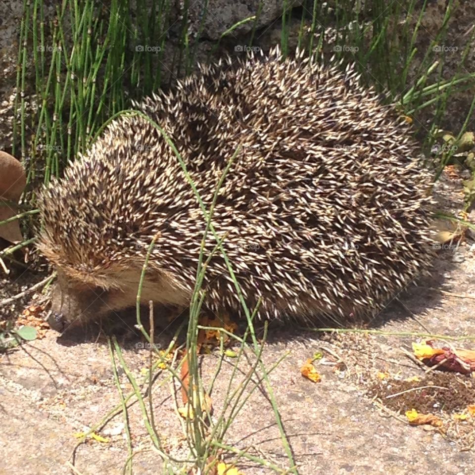 Hedgehog afraid