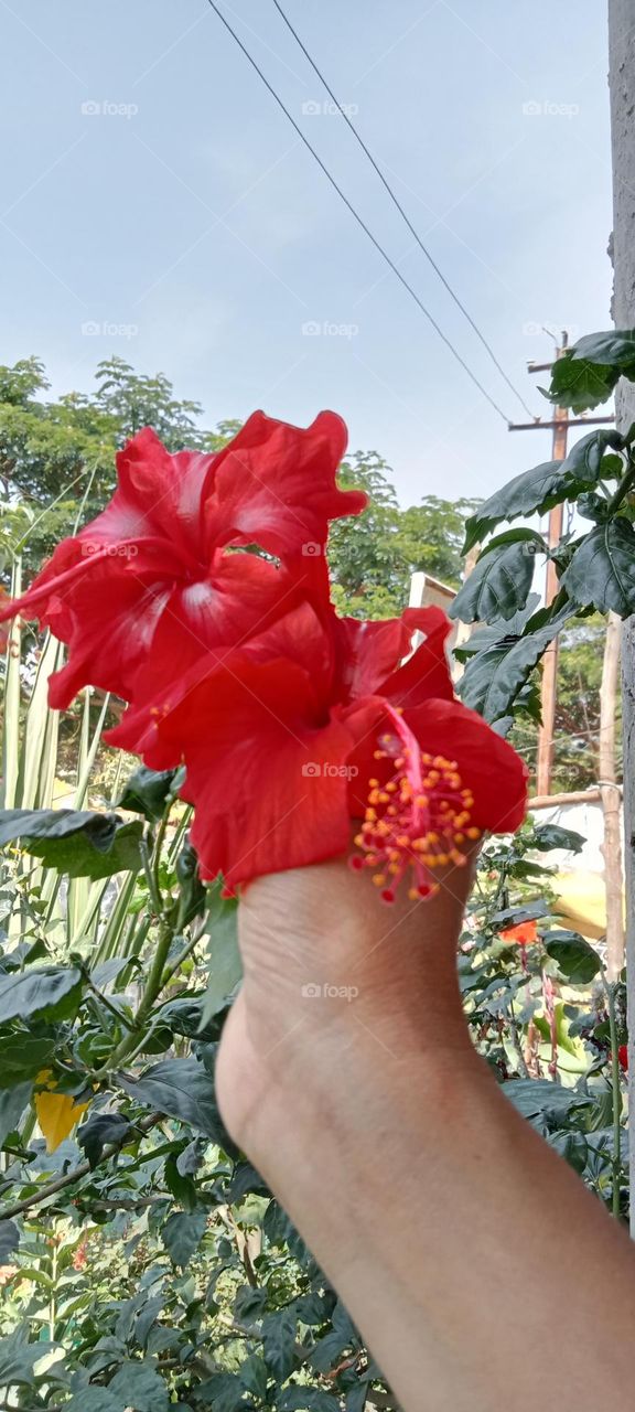 Attractive Red colour hibiscus🌺 🌺