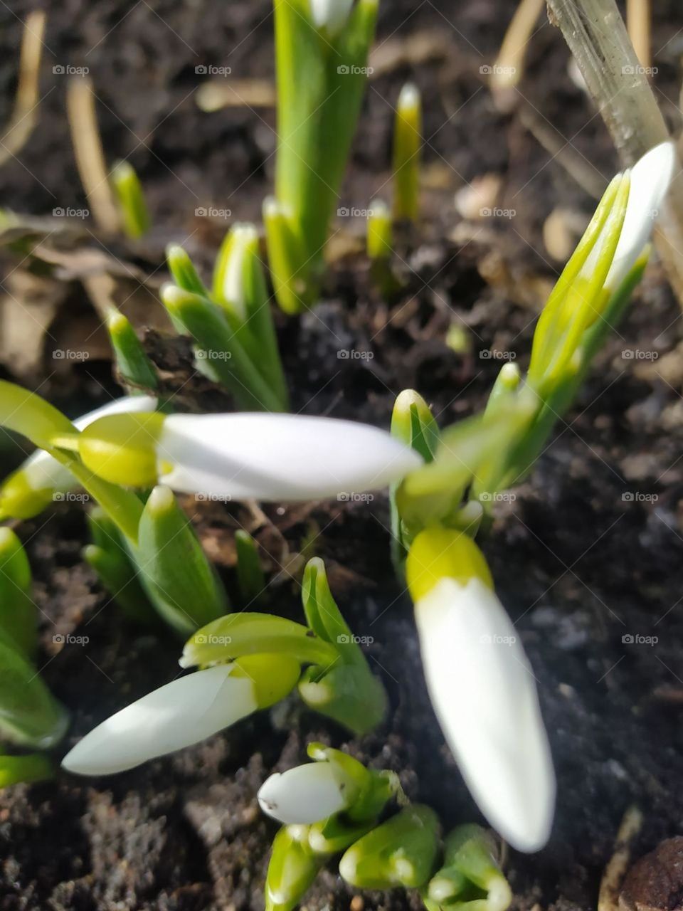 First crocus flowers acre long winter 