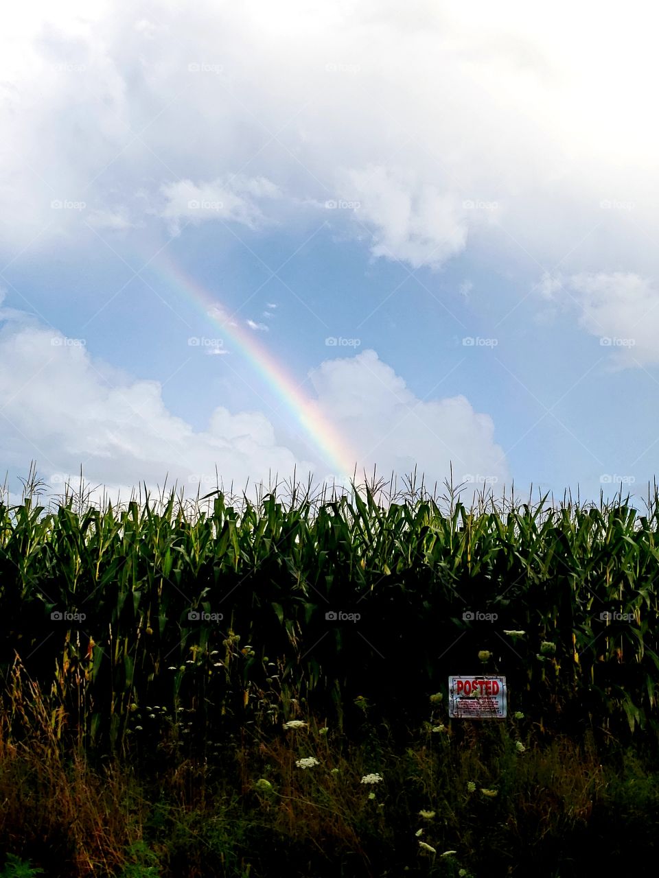 Pot of Gold in the cornfield?