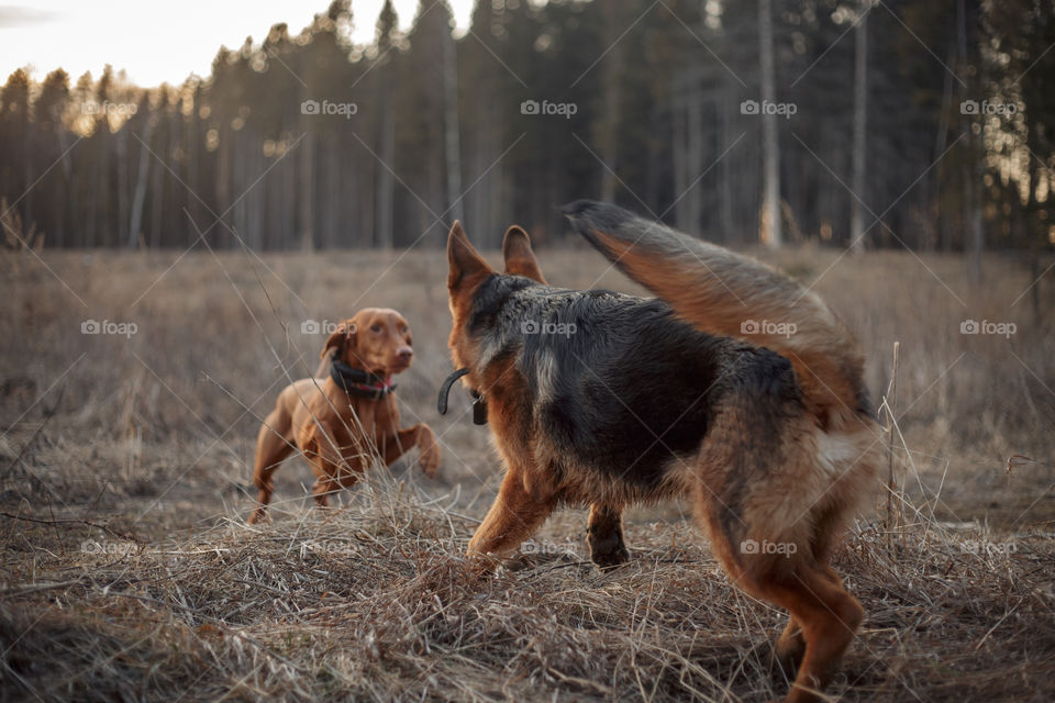 German shepherd young male dog playing with Hungarian vizsla dog outdoor at a spring evening