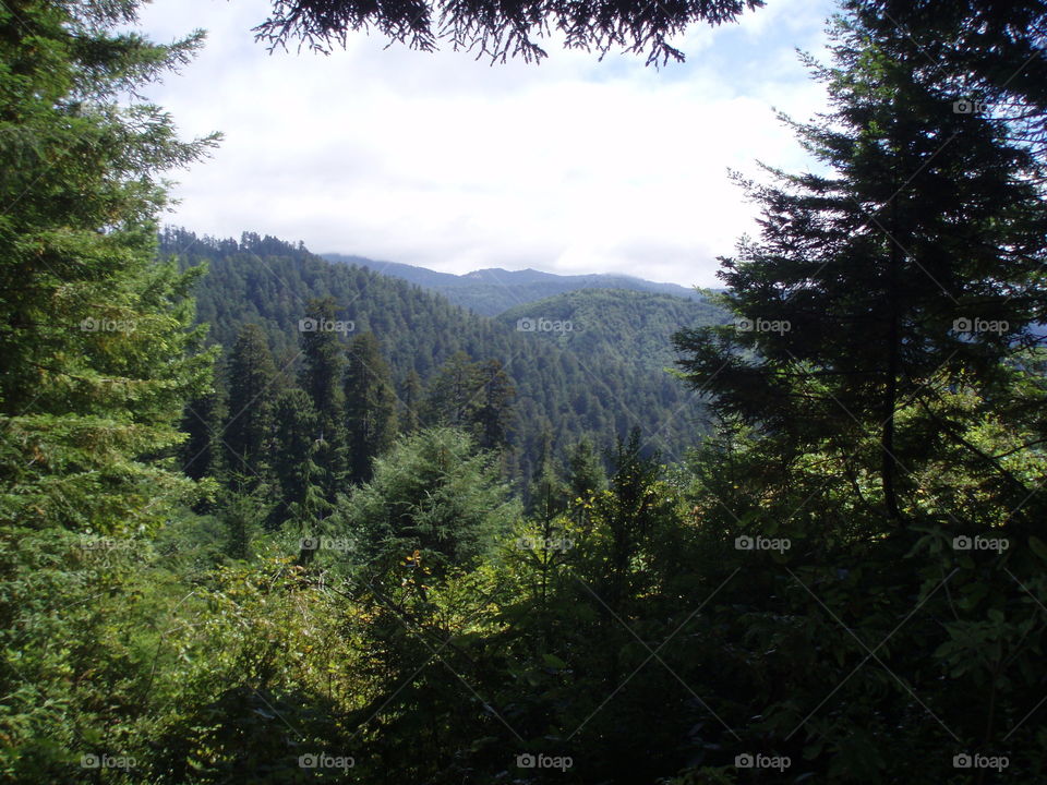 Above the Redwood Forest