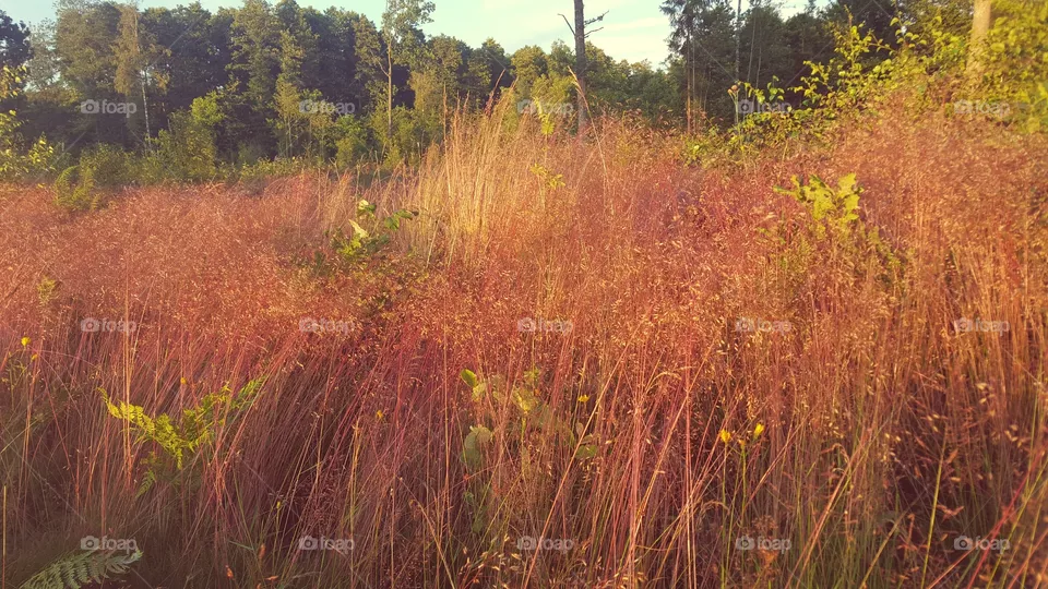 Red grass