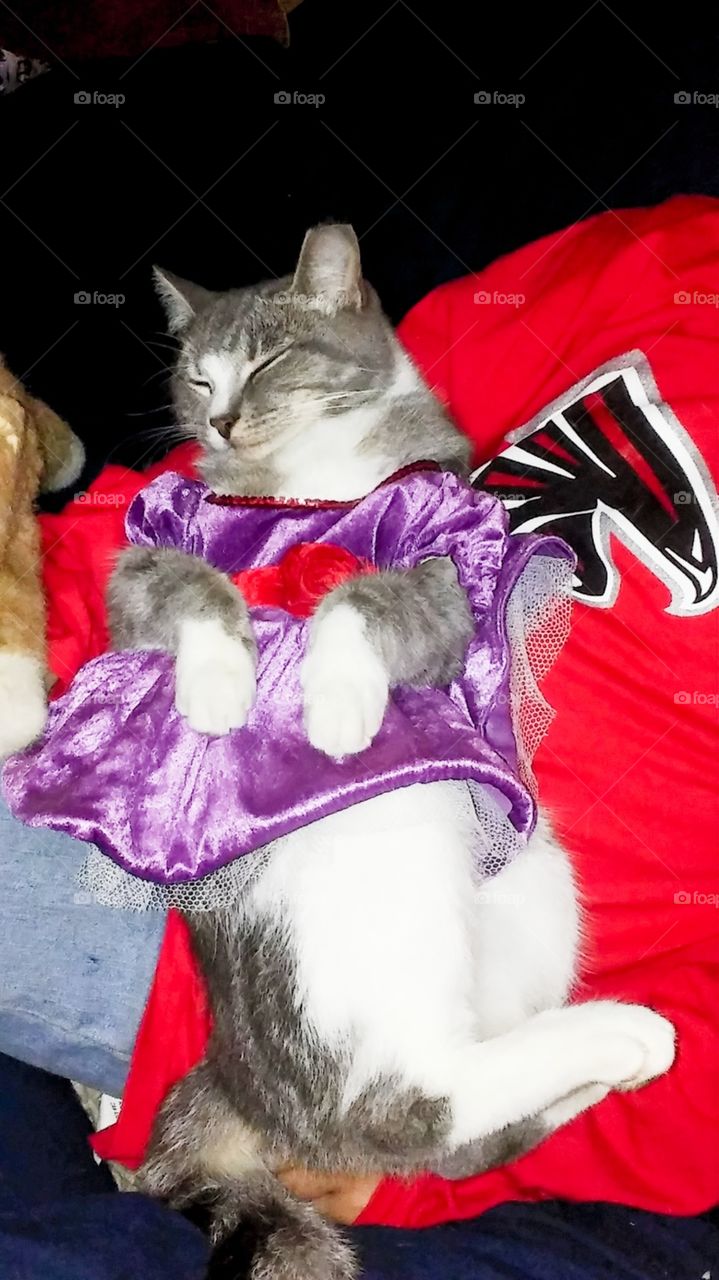 'Cyclone' Kitty Plays Dressup