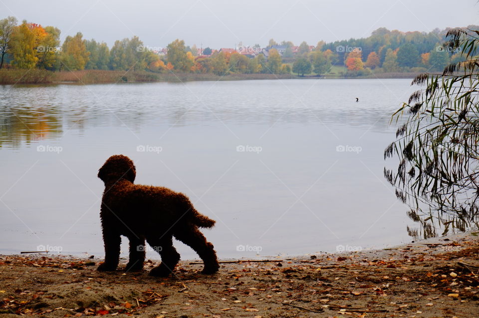 Dog near lake