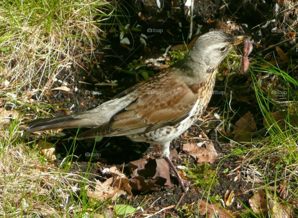 fieldfare