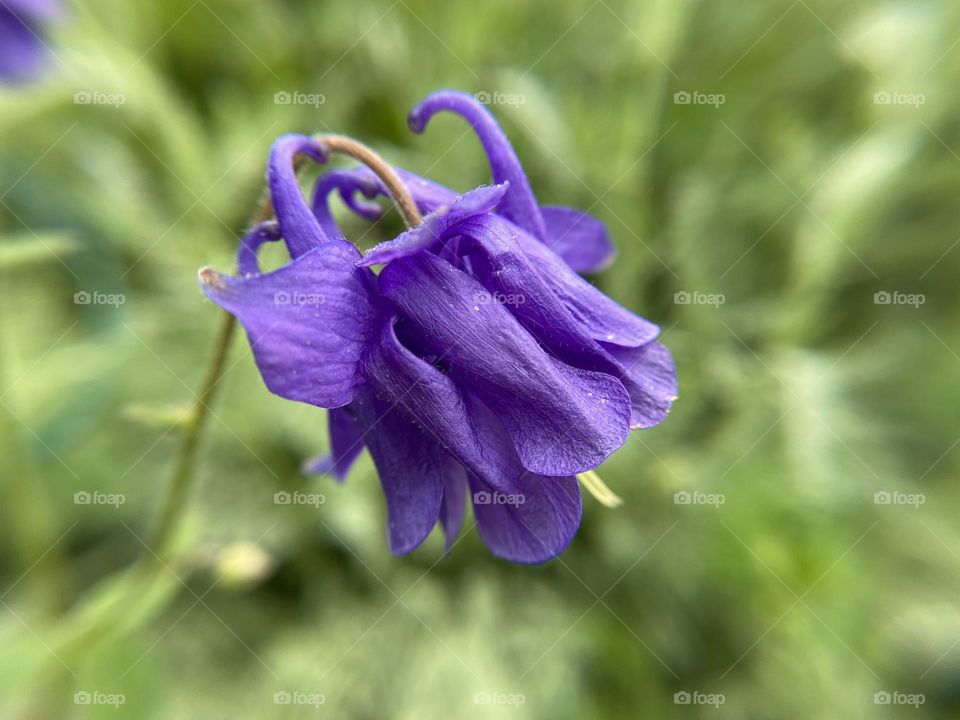 Aquilegia blue, close up 