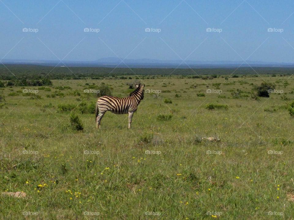 Safari in South Africa with a zebra