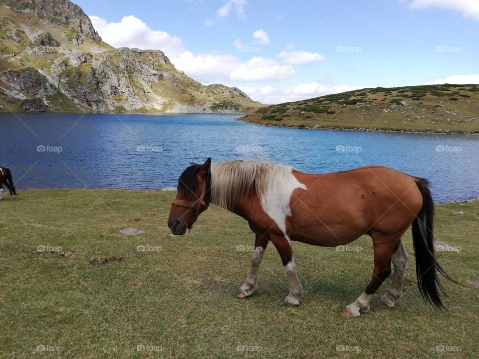 horse at lake