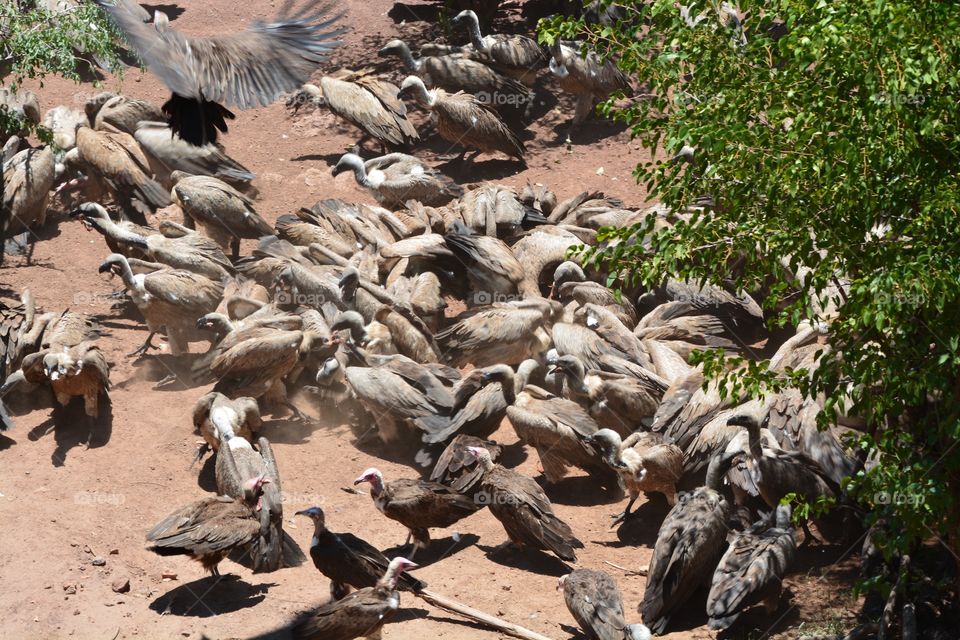 Vulture feeding frenzy 