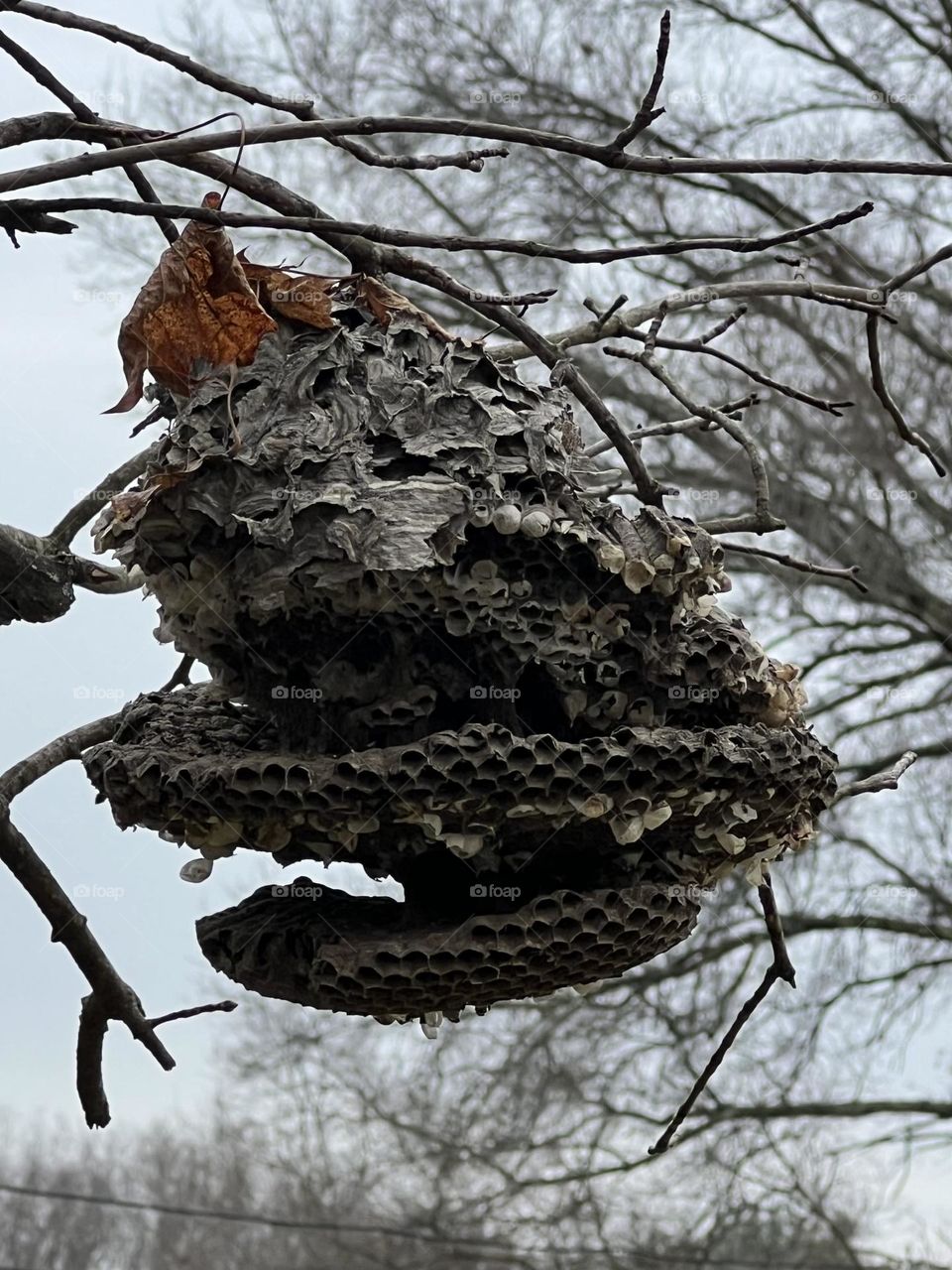 Hornets nest 