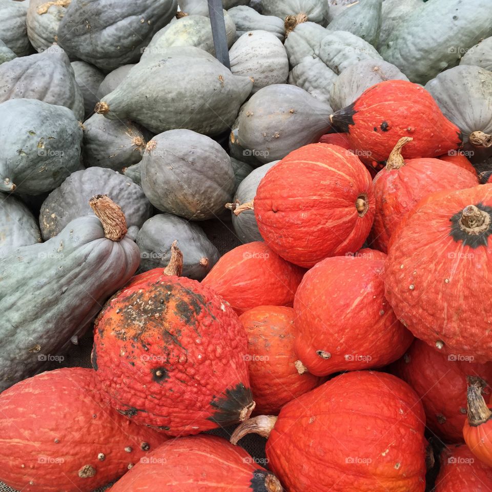 Autumn Harvest Squash