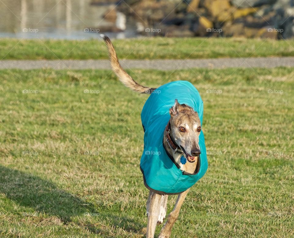 Greyhound running