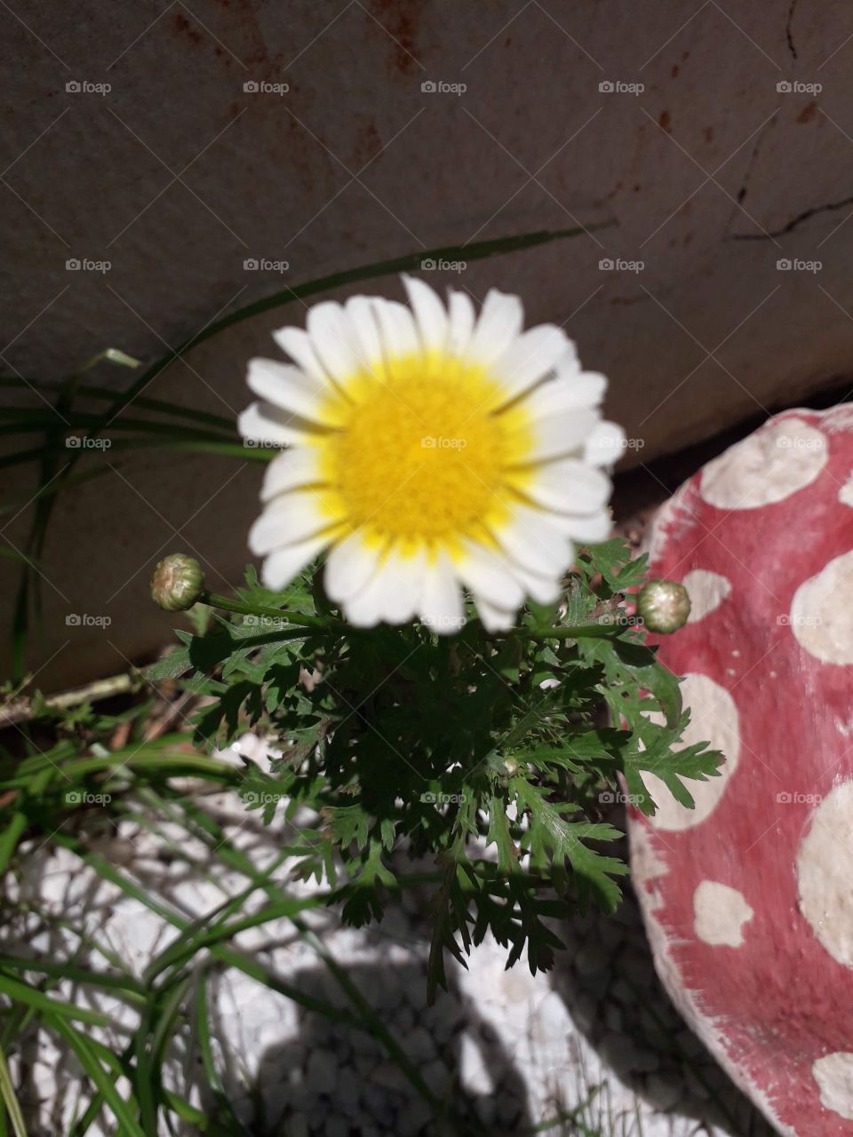 A beleza única de cada espécie