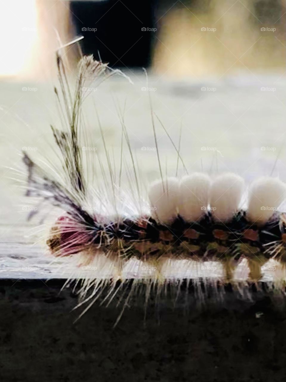 Caught this little fuzzy caterpillar crawling on the railing on my porch! He’s pretty cute!