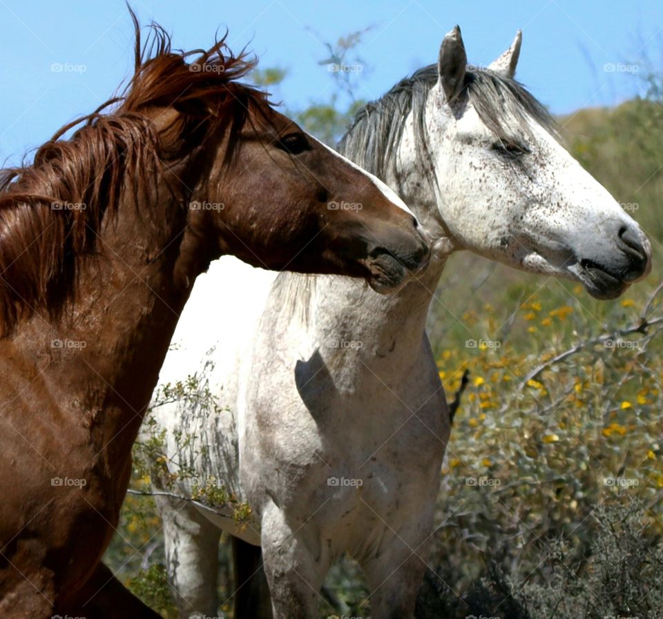 Two Wild Stallions and Best Friends