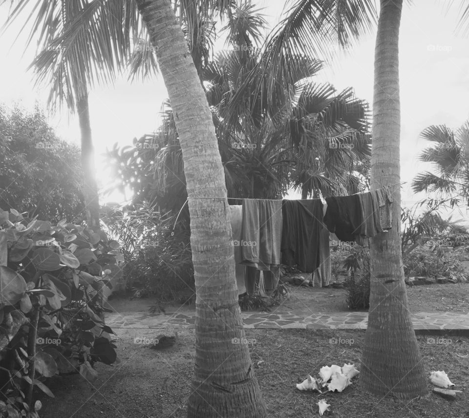Palm tree line