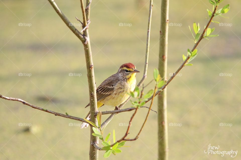 Palm Warbler