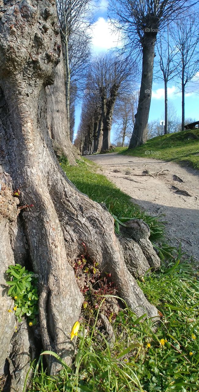 Baum Tree wurzeln weg natur grün Himmel blau sky Hoffnung Boden wood