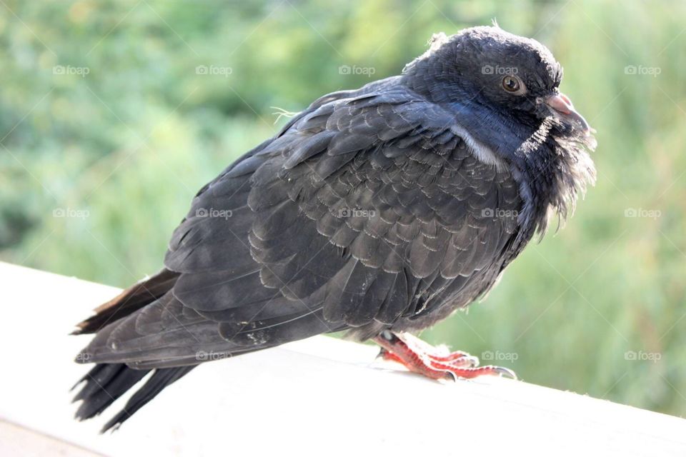 Bird, Wildlife, Nature, Animal, Feather