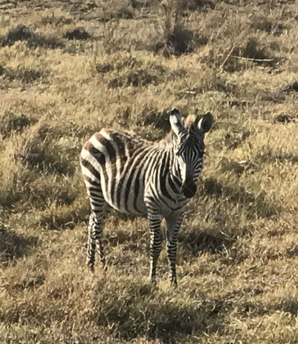 Common zebra in nature