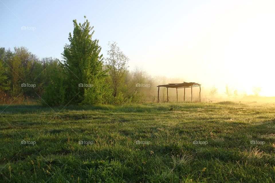 Morning meadow