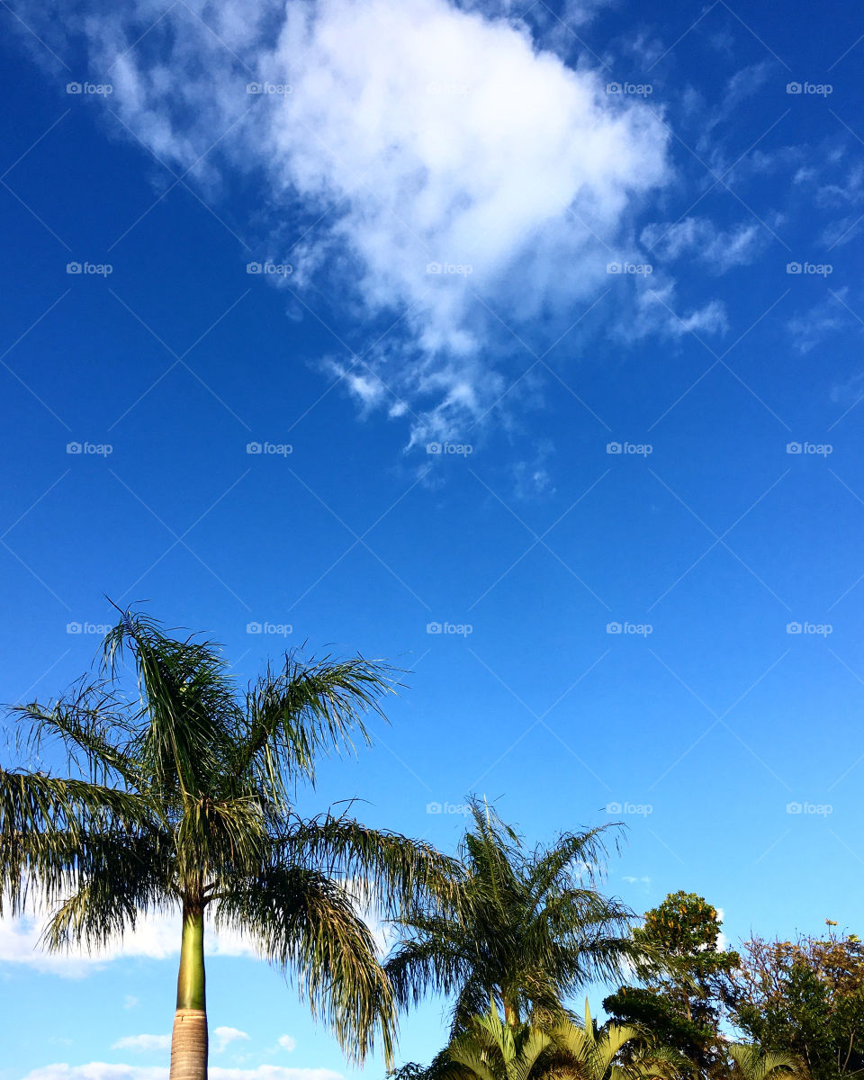 The blue sky always brings inspiration to our daily lives.  How can we not admire the beauty of nature? / O céu azul sempre traz inspira ao nosso cotidiano. Como não admirar a beleza da natureza?