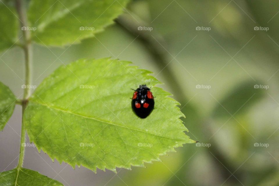 Lady bug