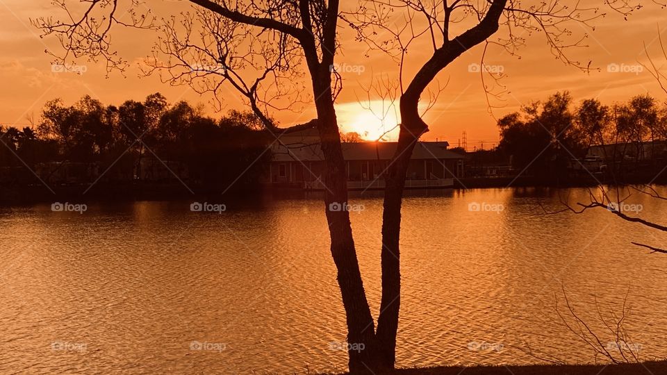 Centering the setting Sun between the forks of lake bed tree with Setting Sun Colors. 