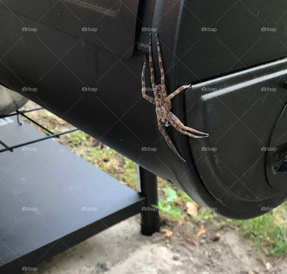 Spider