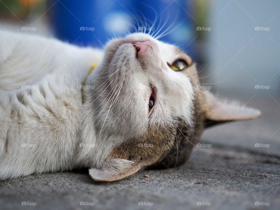 Furry cat looking up