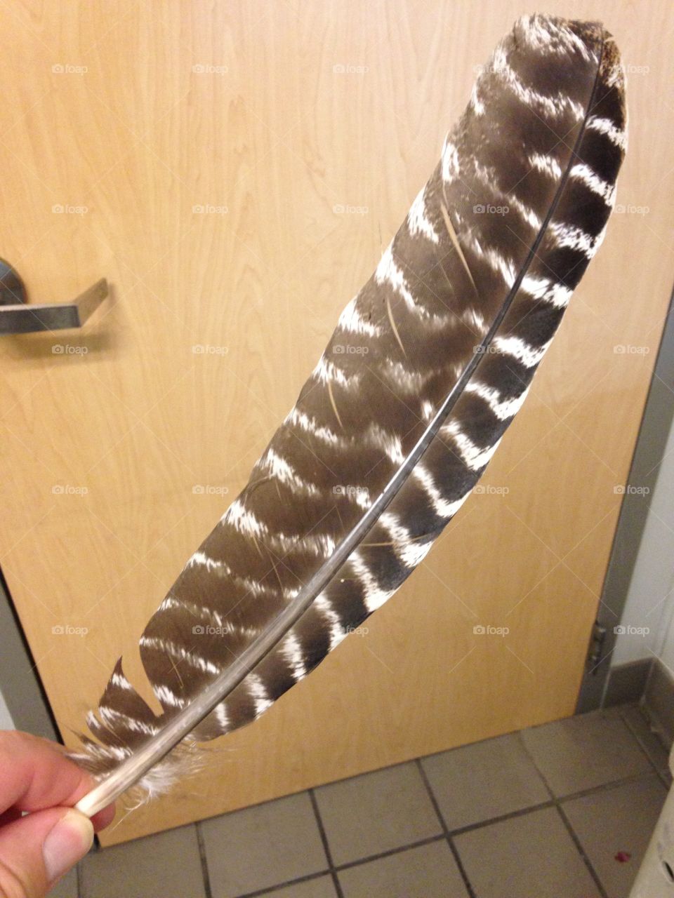 Feather