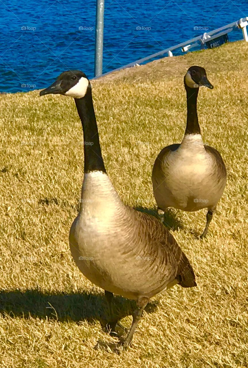 Exterior daylight.  Needles, CA, USA. Two Canada geese walk in brown lawn beside the blue Colorado River.