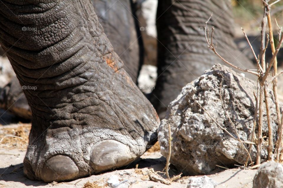 Elephant toes