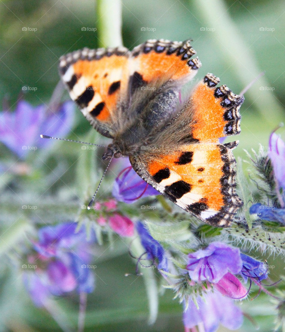 nature flower summer butterfly by rudestar