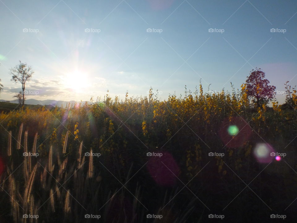 The flower field on the top of the hill sees the sunset as a background